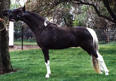 Iggy - All that Style N' Class