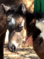 LP Painted Guinness Stout