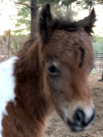 LP Painted Olympic Trickster