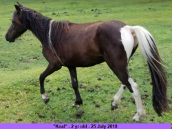 Koal-LP Painted charkoal E