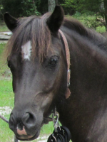 Eclipse - Captain's Melia