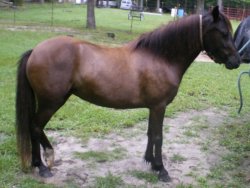 Eclipse - Showman's Melia