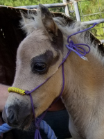 Hopper - LP Painted T Hoppin' Silver