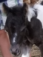 Mati - LP Painted Corazon Matadora