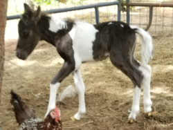 Mati - LP Painted Corazon Matadora