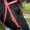 pink haystring bridle - Eclipse-a