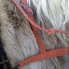 haystring breast collar